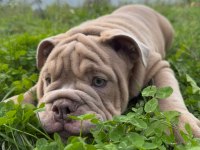 TÜRKİYE DE TEK ENGLİSH BULLDOG