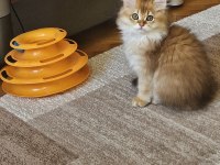 Golden british longhair bebeğimiz