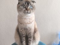 SAFKAN BRİTİSH LONGHAİR YAVRULARIM