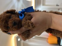 ORJİNAL TAM TOY VE TEA CUP POODLE BEBEKLER