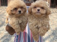 Maltipoo yavrularımız