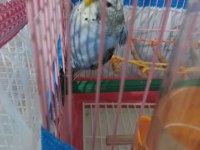 Mor erkek japones yavru muhabbet kuşu