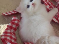 Safkan British Longhair Golden Ve Point Yavru