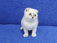 SCOTTİSH FOLD TESLİME HAZIR PONÇİK KAÇMAZ