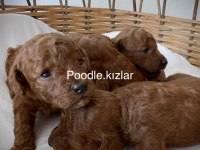 RED BROWN TOY POODLE