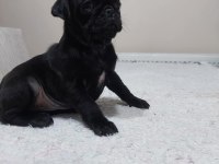 Mükemmel anatomiye sahip Rıfkı Pug mops