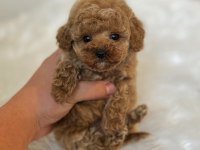 Türkiyenin en güzel maltipoo bebekleri