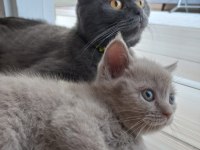 Tatlış british shorthair yavrular sahiplerini bekliyor