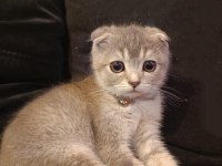 safkan scottish fold