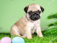 IRK VE SAĞLIK GARANTİLİ PUG