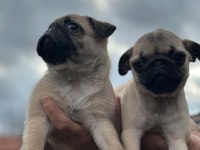 Pug yavruları
