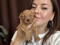Tüm Türkiyeye Safkan Toy Poodle Yavru