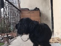 Acil sahiplendirilecek american cocker