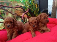 %100 ORJİNAL KORE RED BROWN YAVRU KÖPEKLER