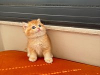 Golden Shaded British Shorthair Dişi Yavrumuz