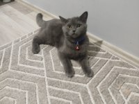 2 Erkek British Shorthair Güzellikler