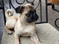 ODİN 7 aylık erkek pug
