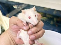 Rat Hamster