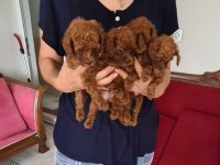 Kore kan teacup poodle yavrular