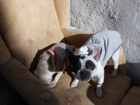 2 yaşında dişi french bulldog