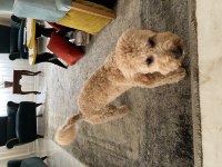 Yedi aylık toy poodle