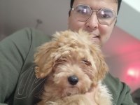 3 buçuk aylık poodle iyi bakılmış aşı karnesi var