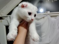 Pamuk prenses scottish fold