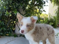Nadiren Red Merle Renkli Gözlü Border Collie