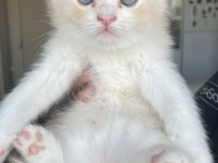 Ücretsiz scottish fold acil yuva