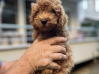 Sağlık ırk garantili toy poodle