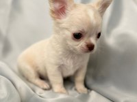krem beyaz chihuahua (şivava erkek) bebiş