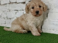 Maltipoo dişi yavrumuz