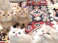 British shorthair ve longhair safkan
