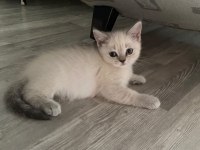 2 aylık british shorthair bebeklerimiz yeni yuva