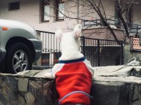 5.5 aylık french bulldog
