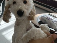9 aylık köpeğimizi sahiplendirmek istiyoruz