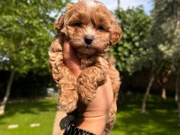 Sağlık Ve Irk Garantili Maltipoo Yavrularımız 