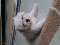 ÜCRETSİZ KÖPEĞİMİZ