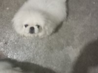 Safkan pekinez köpekler