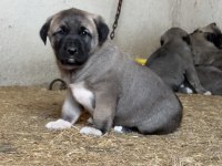 Türkiyenin meşhur kangal çiftliği