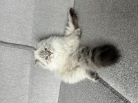 Çok oyuncu çok sıcak kanlı 4 aylık erkek british longhair