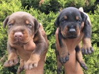 SECERELİ DOBERMAN YAVRULARIM