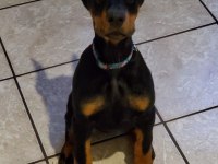 Estetikli A Kalite Show Line Doberman