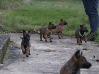 Mükemmel kan hattı ırk garantili şecereli malinois yavrular