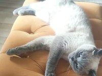 Malzemeleri ile ücretsiz sahiplendirilecek kedimiz