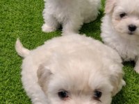 Maltese terrier miniklerim