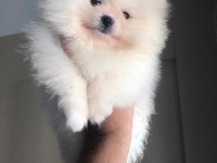 3 aylık dişi pomeranian boo orijinal boo
