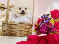 Pomeranian Boo Dişi ve Erkek Yavrular