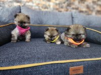 Saf kan tea cup pomeranian yavrularım