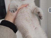 Sağlıklı pofuduk scottish fold yavrularımız teslime hazır